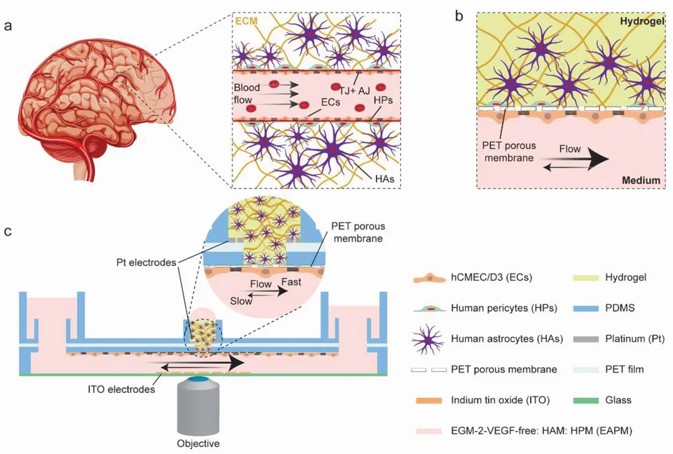 Graphical abstract: Blood-brain barrier and brain tumor models